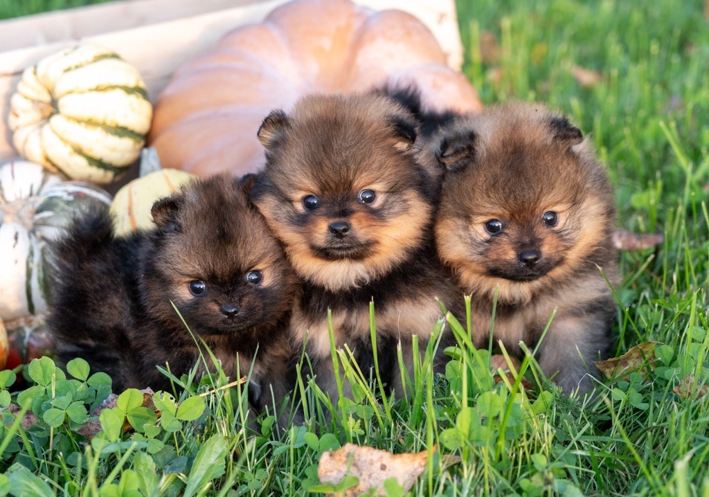 chiot Spitz allemand Du Domaine Du Prieure De Cayac