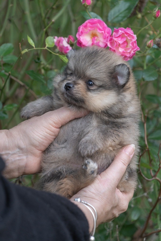 Du Domaine Du Prieure De Cayac - Chiot disponible  - Spitz allemand