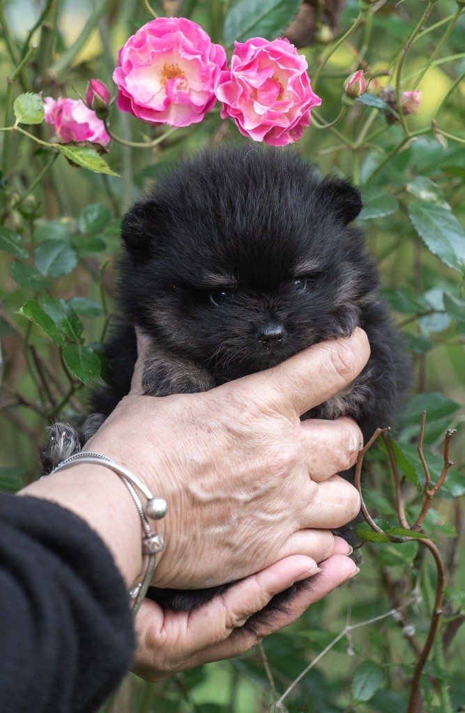 Du Domaine Du Prieure De Cayac - Chiot disponible  - Spitz allemand