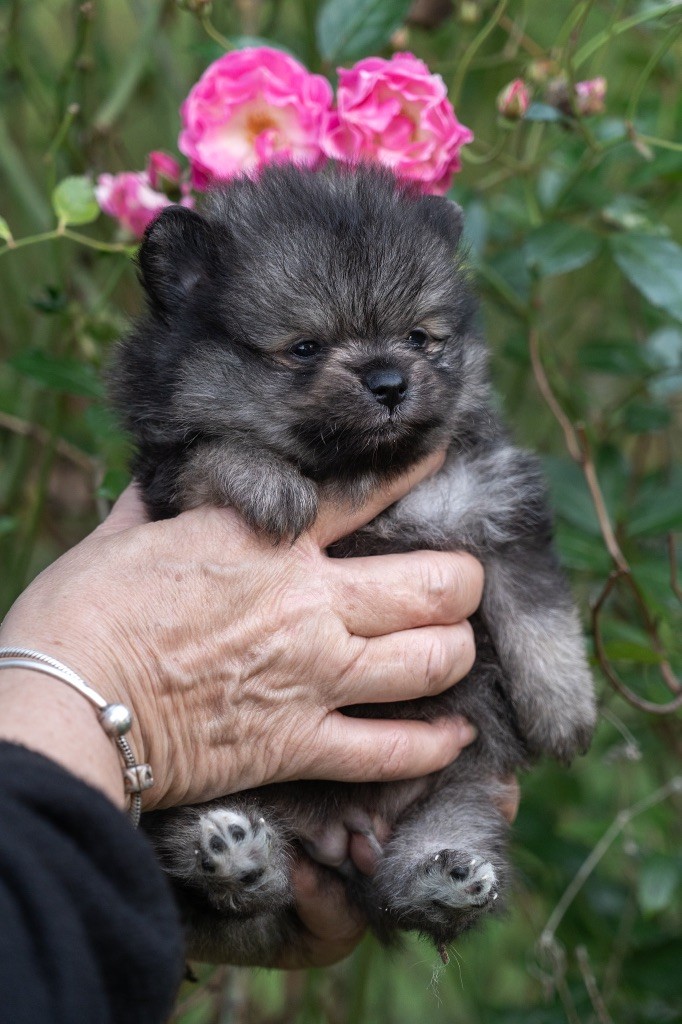 Du Domaine Du Prieure De Cayac - Chiot disponible  - Spitz allemand