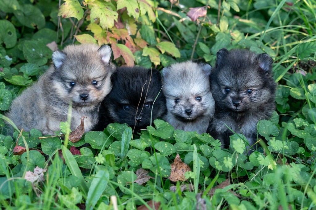 chiot Spitz allemand Du Domaine Du Prieure De Cayac