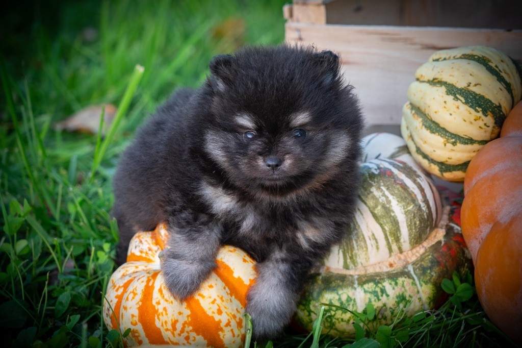 chiot Spitz allemand Du Domaine Du Prieure De Cayac