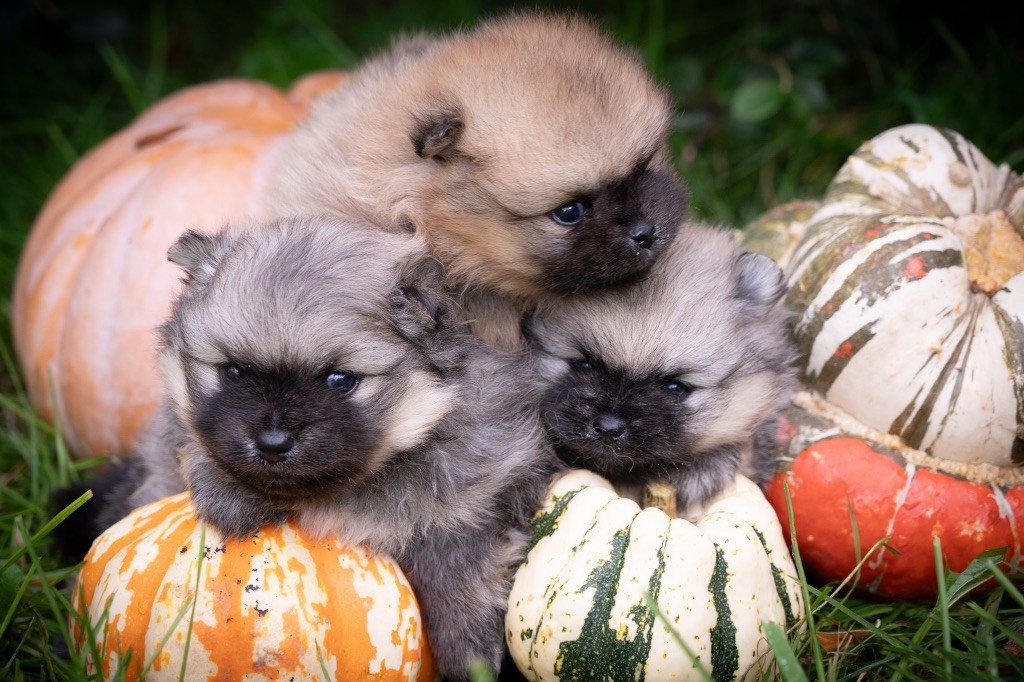 chiot Spitz allemand Du Domaine Du Prieure De Cayac