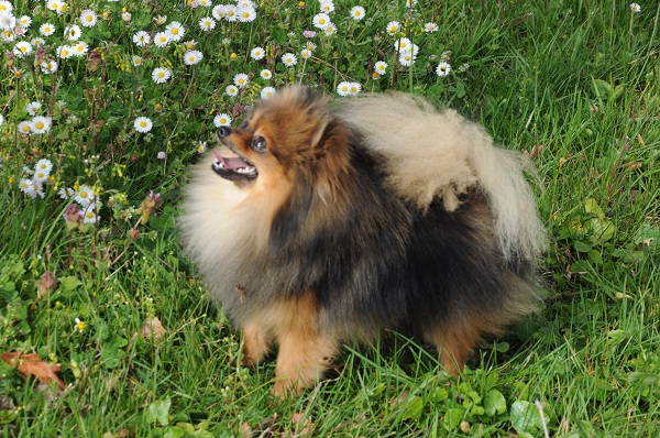 polar secrets Tom sawyer pom