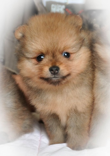 Guinette chérie Du Domaine Du Prieure De Cayac