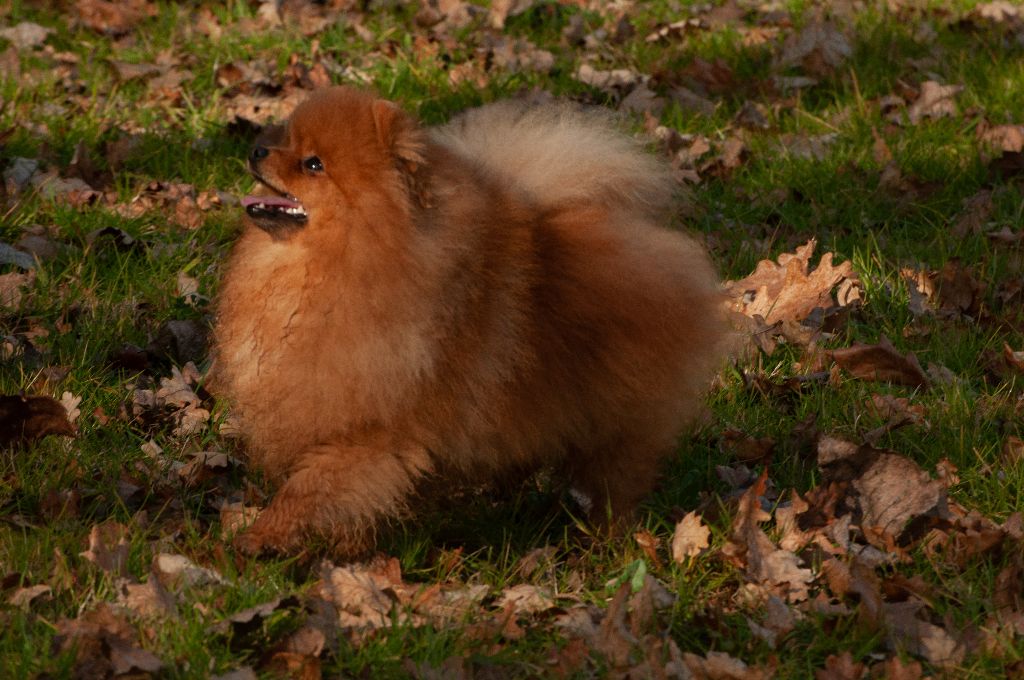 CH. Pom king Du Domaine Du Prieure De Cayac
