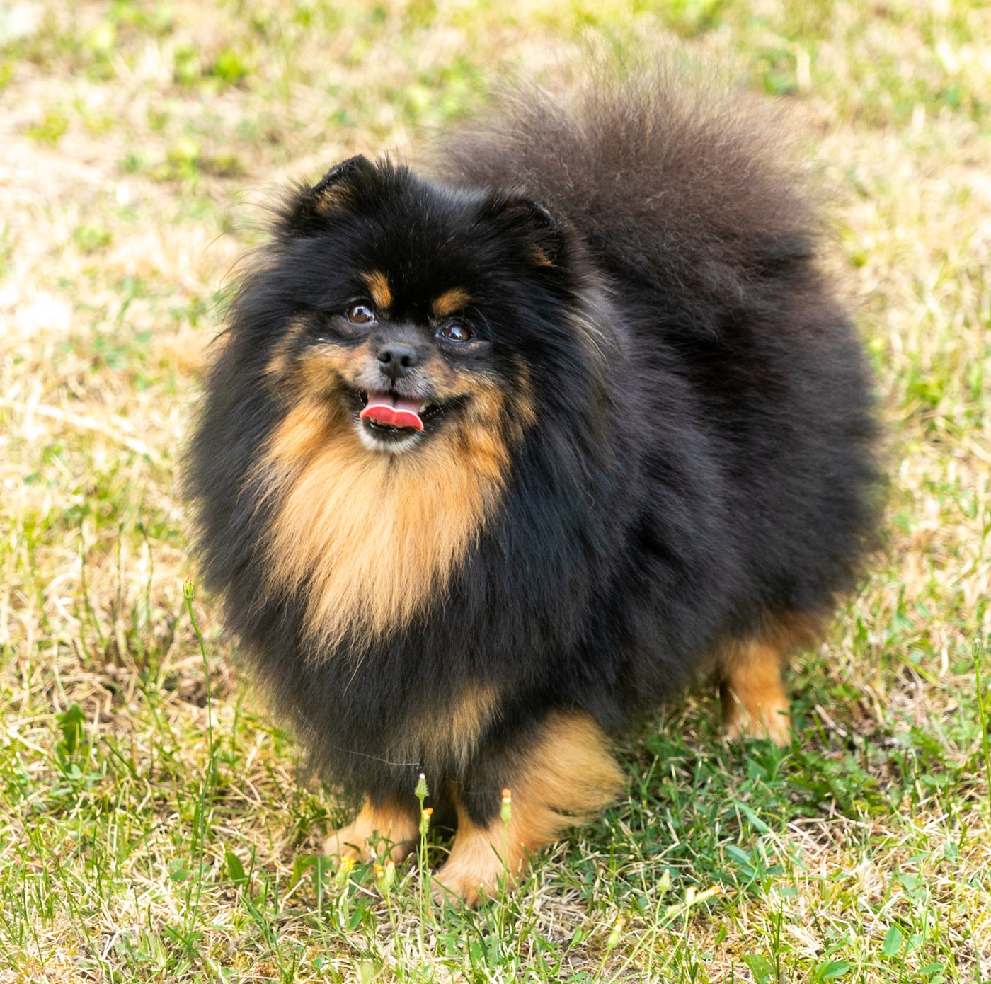 Ricola De l'Empire d'Idefix