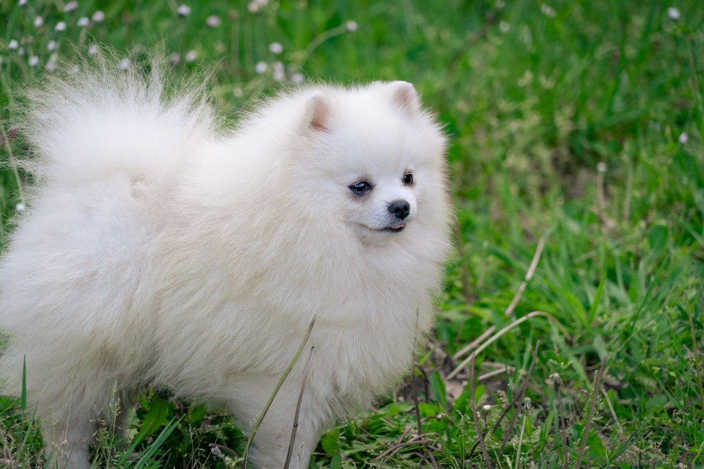 Tomiko Pom Show
