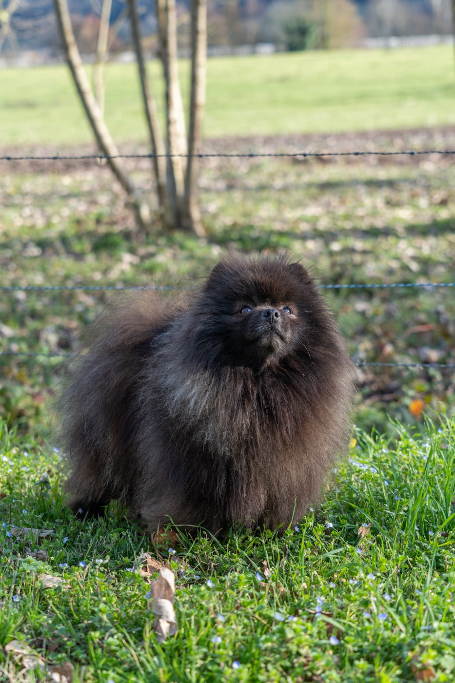 Turlututu du domaine de Banniere
