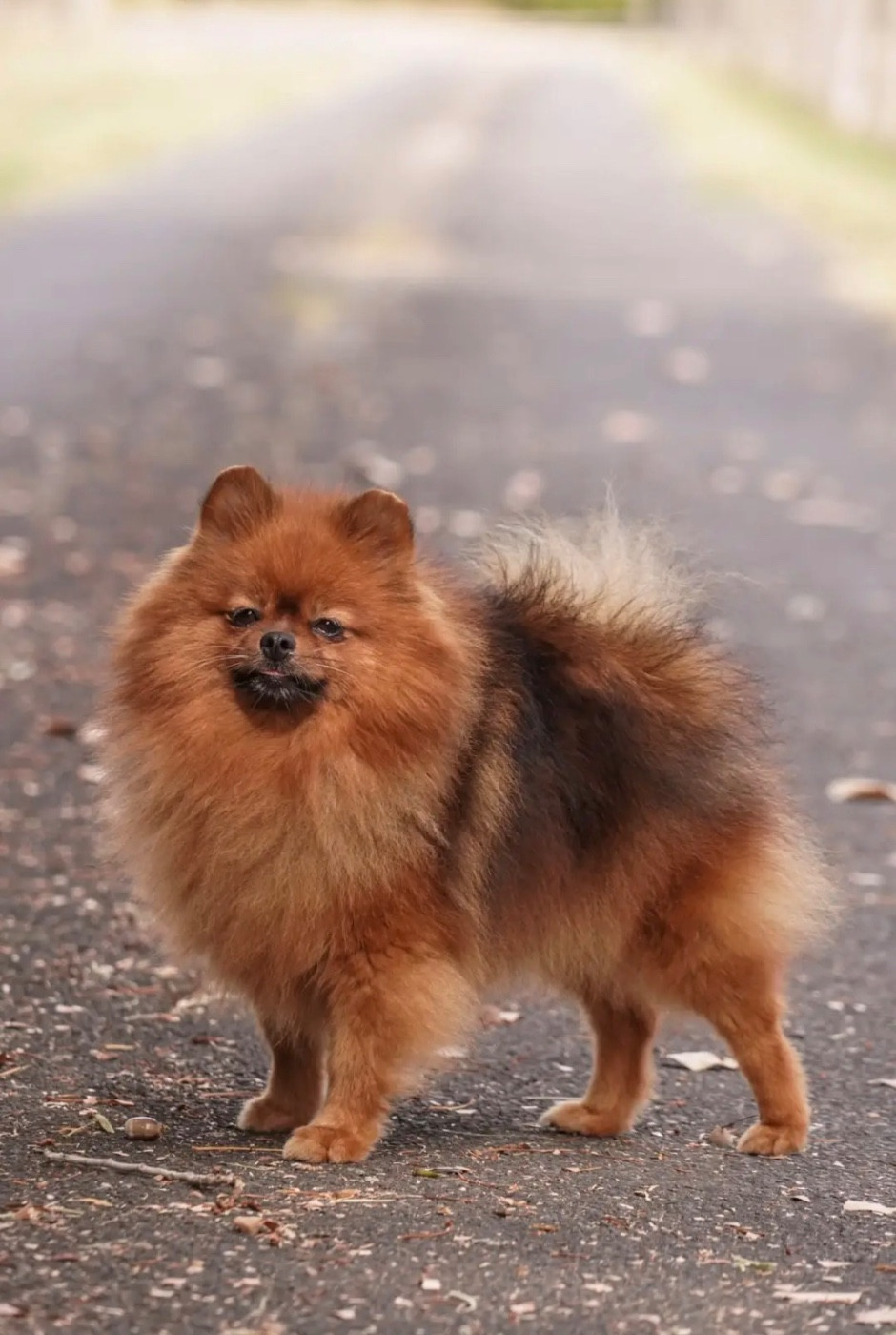 Tacoyaki Pom Du Domaine Du Prieure De Cayac