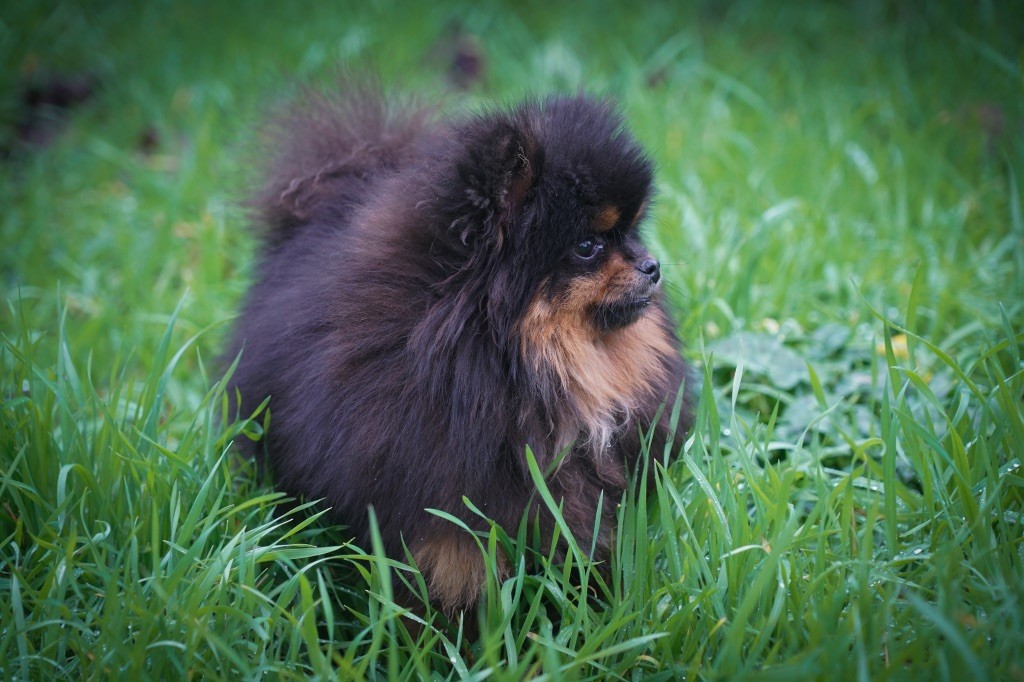 Du Domaine Du Prieure De Cayac - Jolie fille naine pomeranian à réserver! 