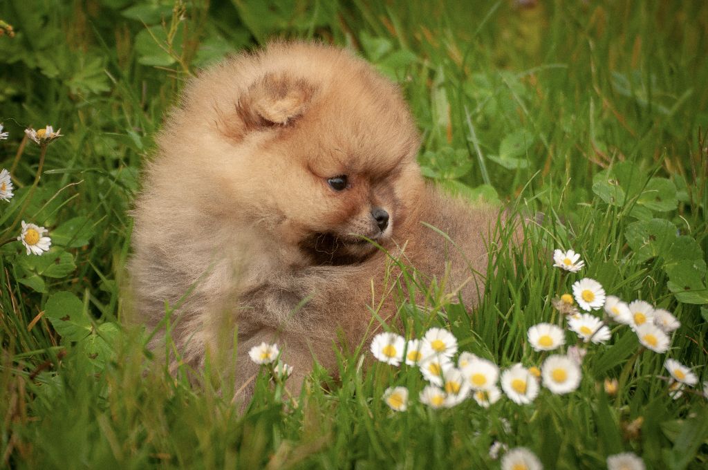 Du Domaine Du Prieure De Cayac - De très jolis chiots sont disponibles à l'élevage!