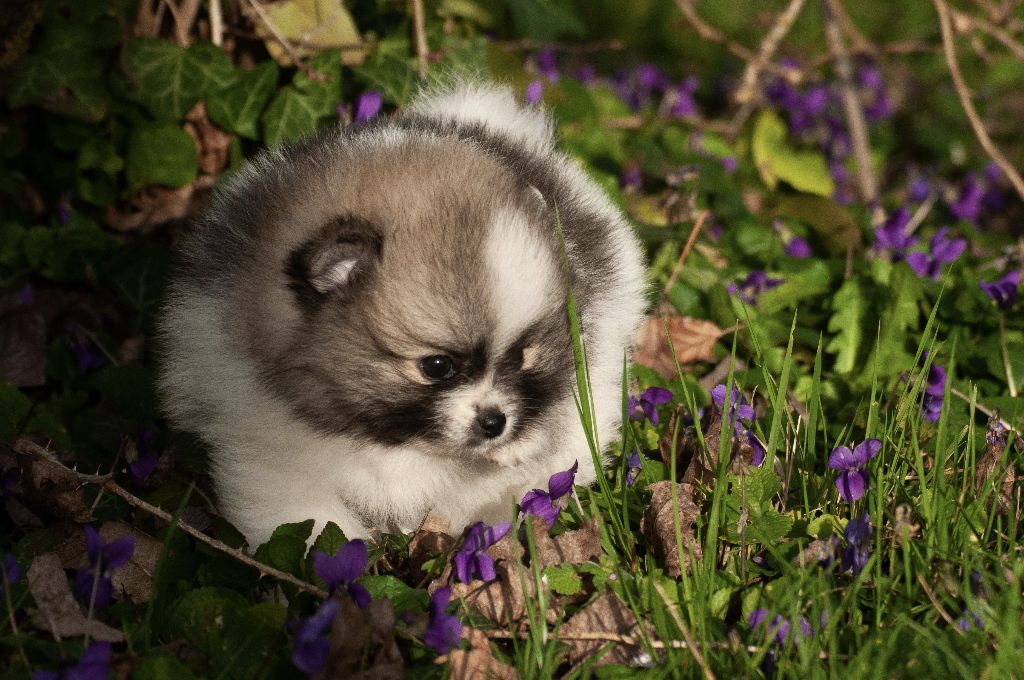 Du Domaine Du Prieure De Cayac - Chiots disponibles à l'élevage
