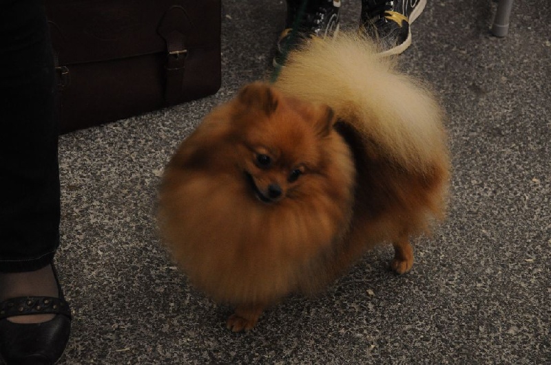 En Expo Canine