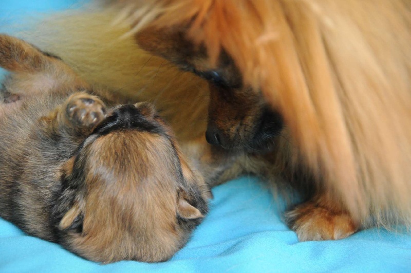 Les Mamans avec leurs Bébés