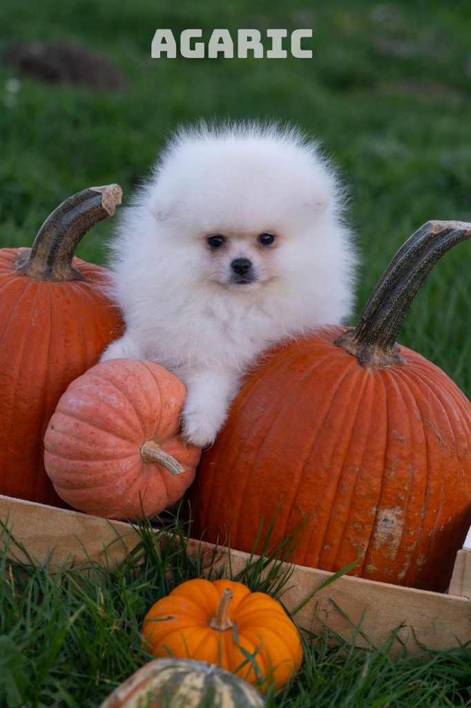 Du Domaine Du Prieure De Cayac - Chiots disponibles - Spitz allemand