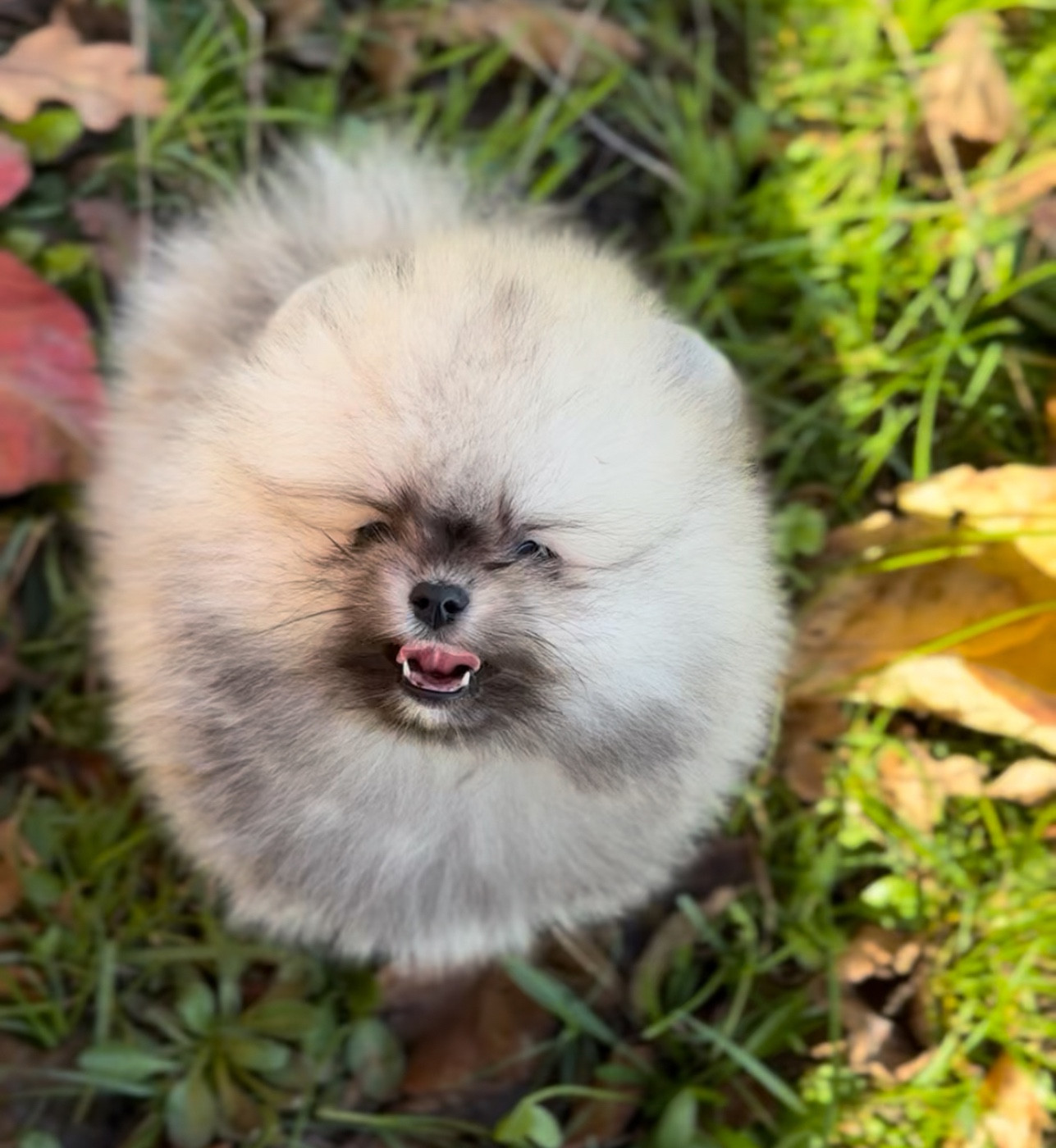 Du Domaine Du Prieure De Cayac - Chiots disponibles - Spitz allemand