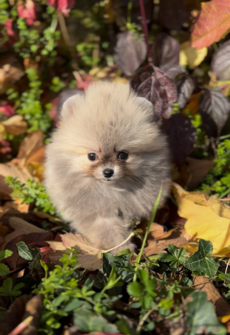 Du Domaine Du Prieure De Cayac - Chiots disponibles - Spitz allemand