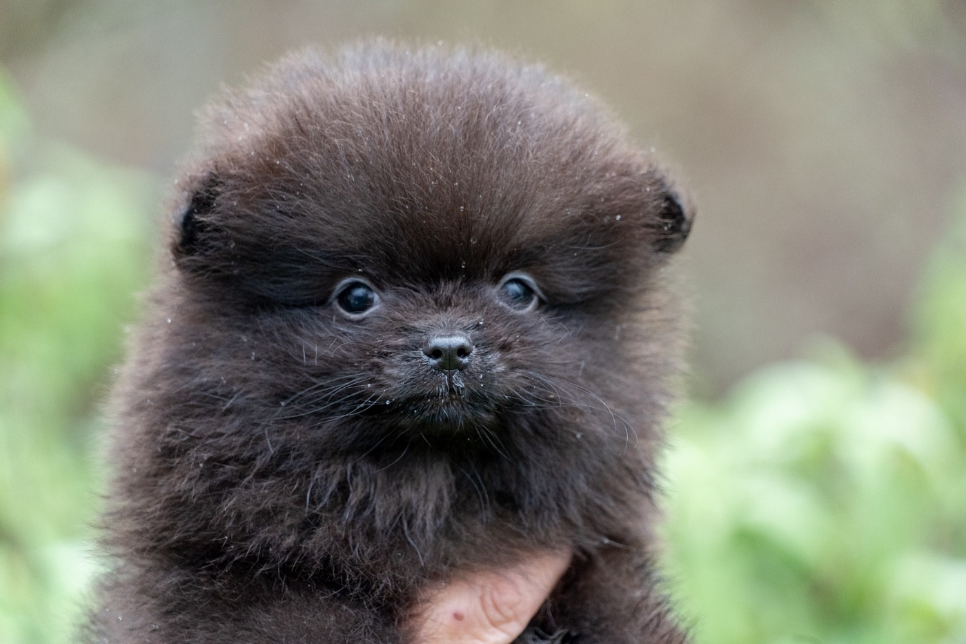 Du Domaine Du Prieure De Cayac - Chiots disponibles - Spitz allemand