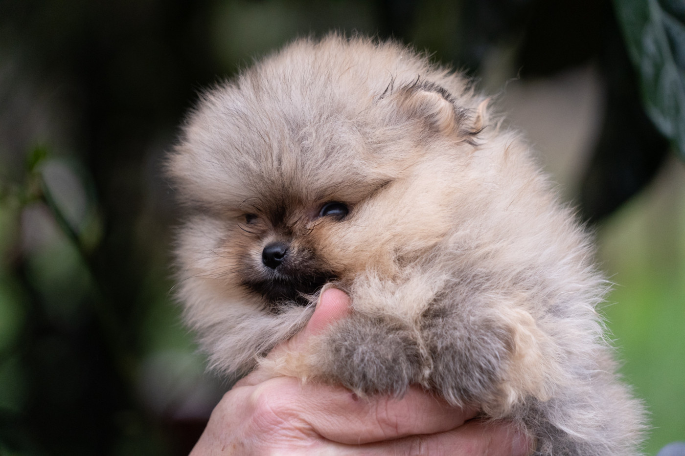 Du Domaine Du Prieure De Cayac - Chiots disponibles - Spitz allemand