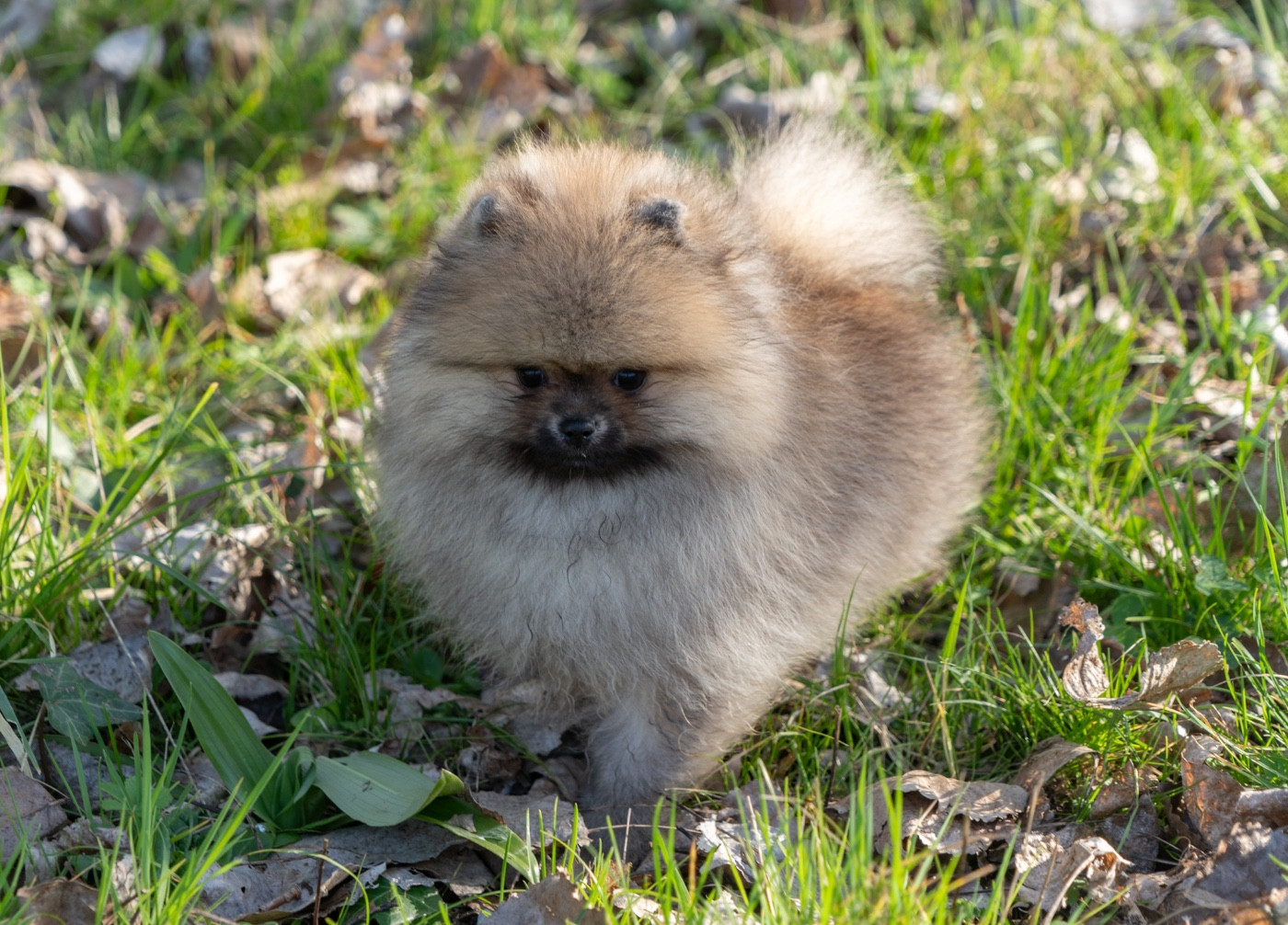 Du Domaine Du Prieure De Cayac - Chiots disponibles - Spitz allemand