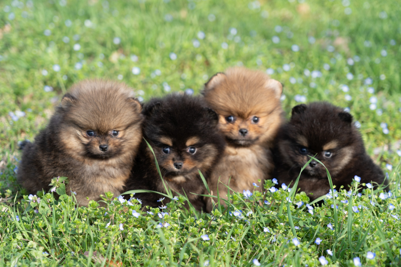 Chiot Spitz allemand Du Domaine Du Prieure De Cayac