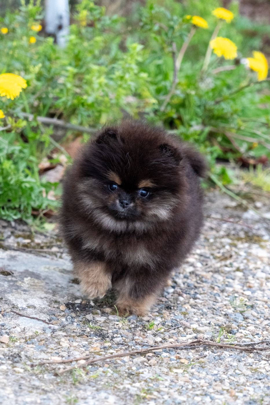 Du Domaine Du Prieure De Cayac - Chiots disponibles - Spitz allemand