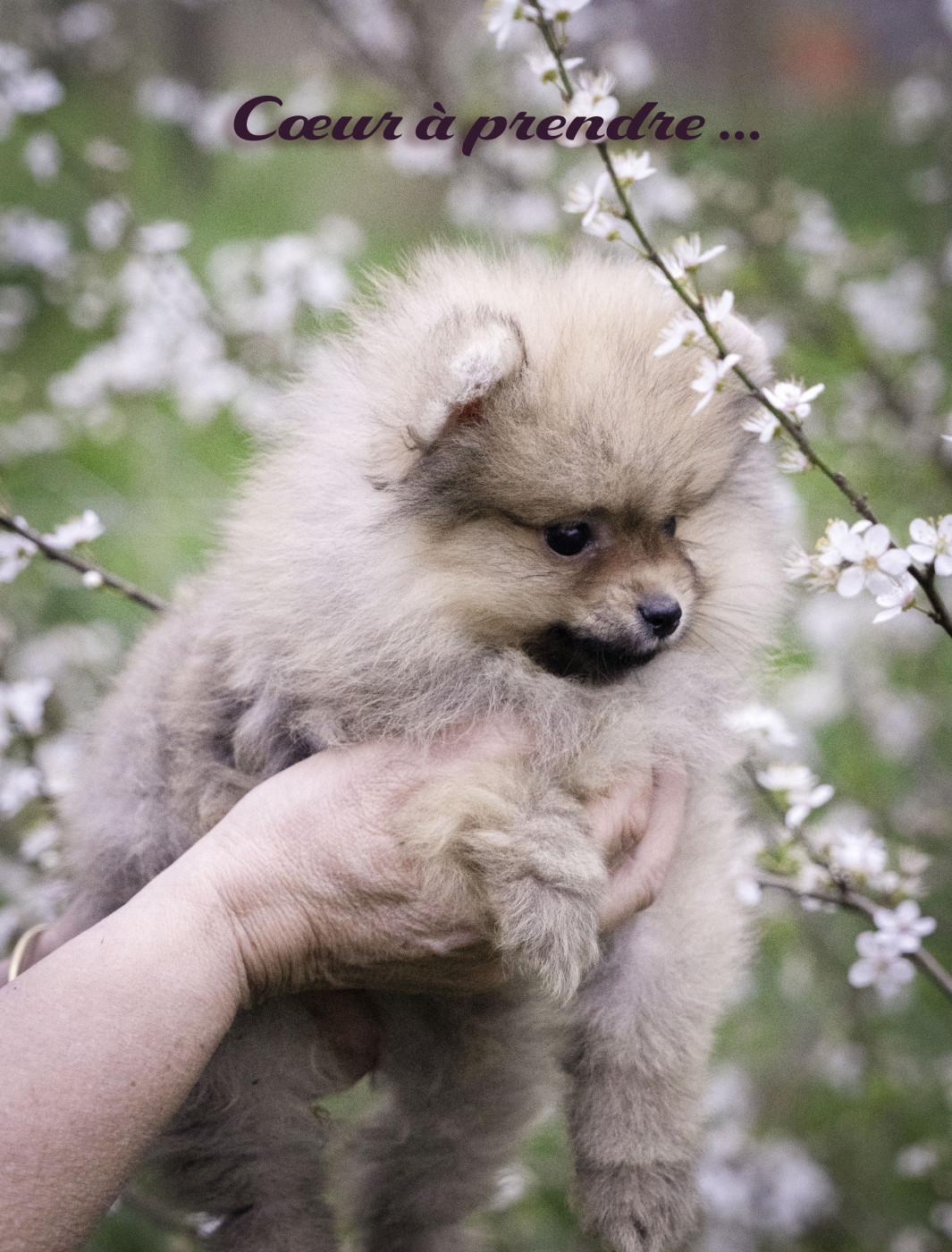 Chiot Spitz allemand Du Domaine Du Prieure De Cayac