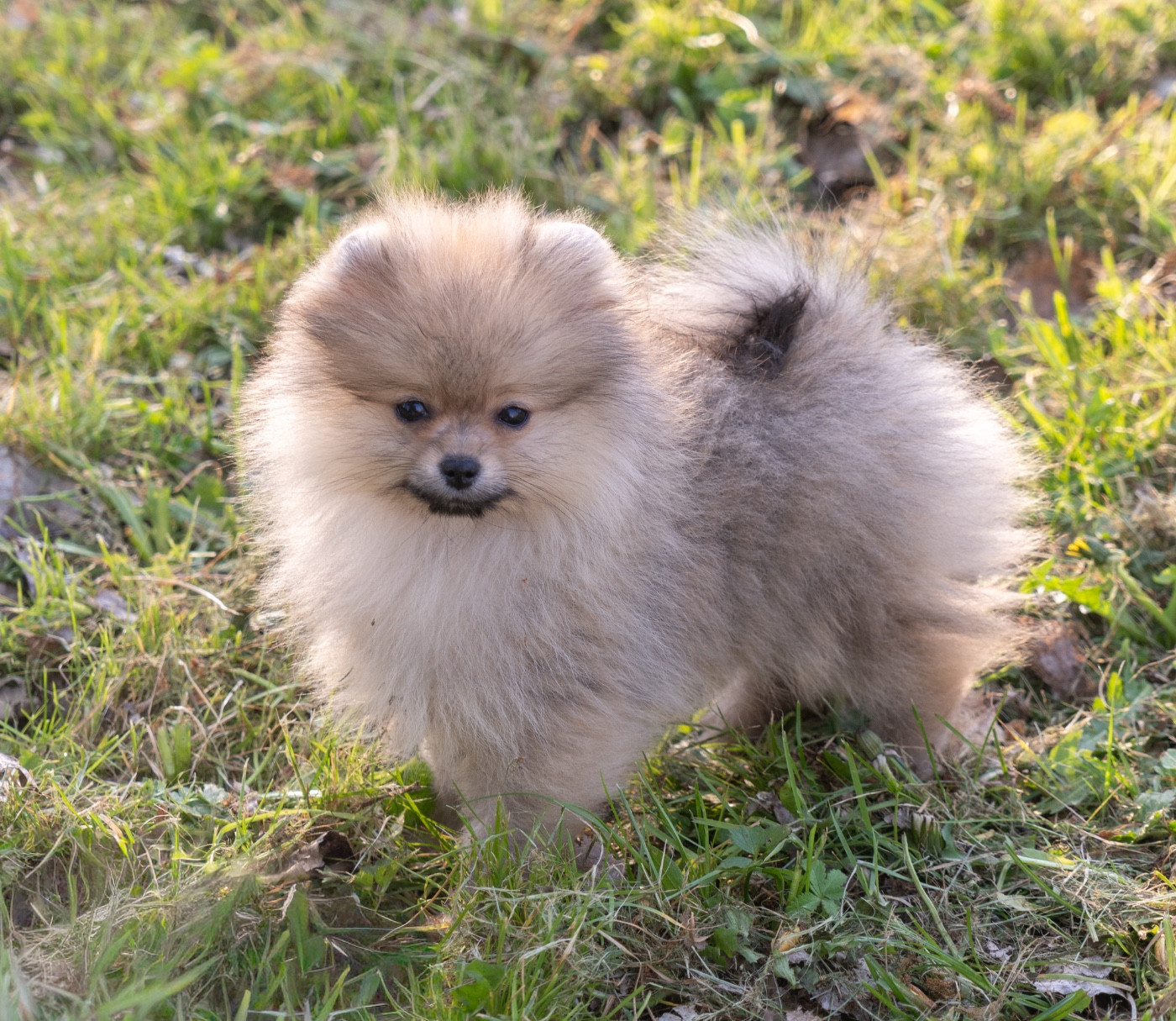 Du Domaine Du Prieure De Cayac - Chiots disponibles - Spitz allemand