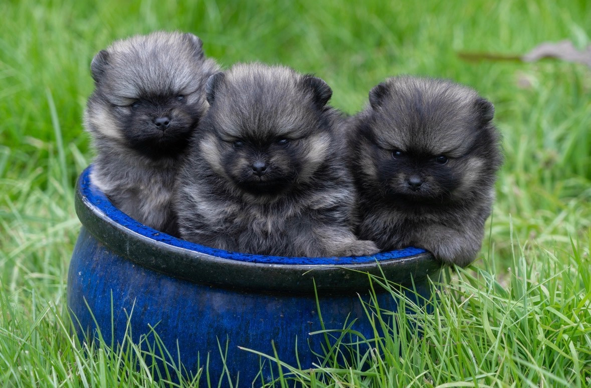 Chiot Spitz allemand Du Domaine Du Prieure De Cayac