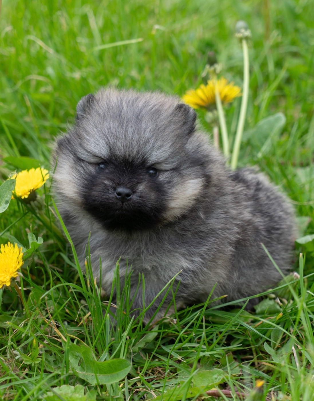 Du Domaine Du Prieure De Cayac - Chiots disponibles - Spitz allemand