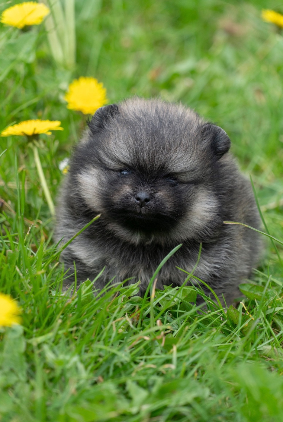 Du Domaine Du Prieure De Cayac - Chiots disponibles - Spitz allemand