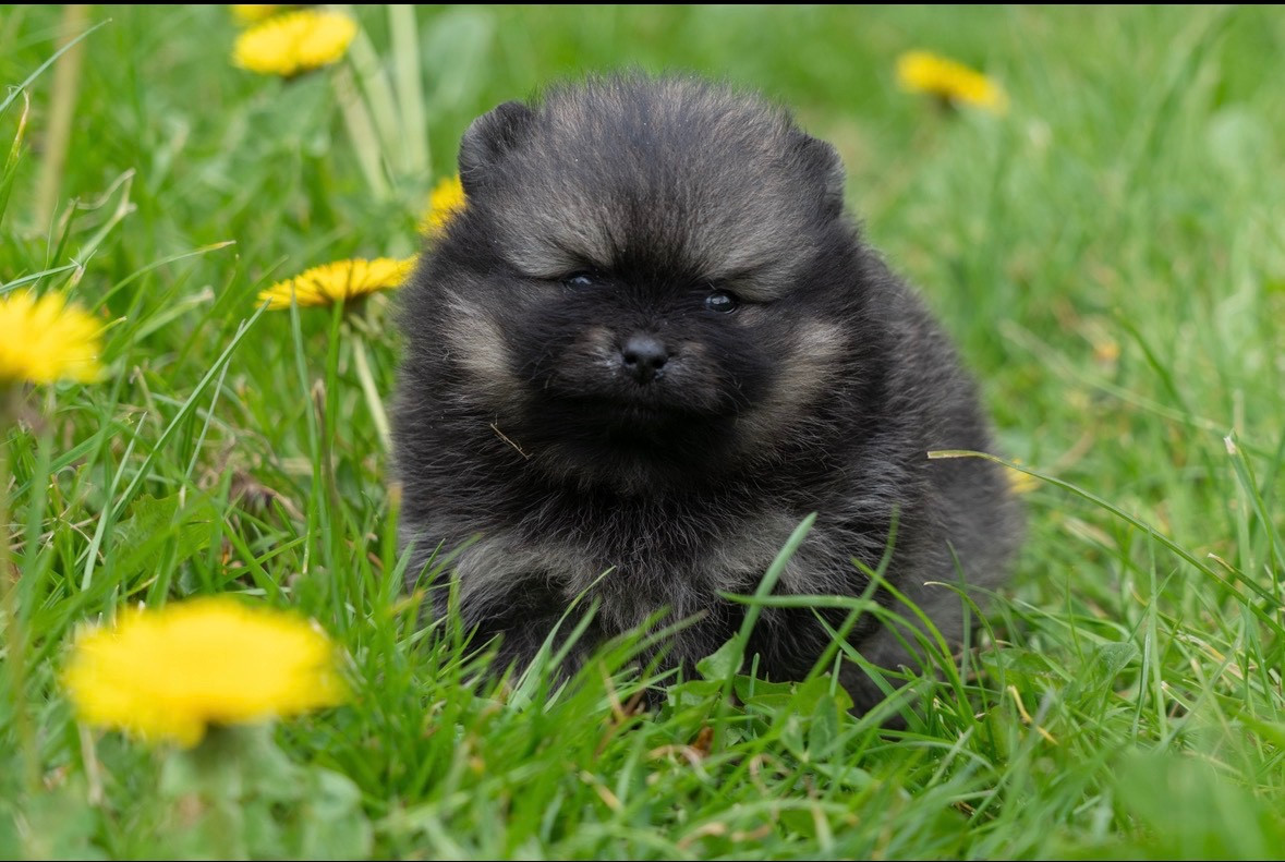 Du Domaine Du Prieure De Cayac - Chiots disponibles - Spitz allemand