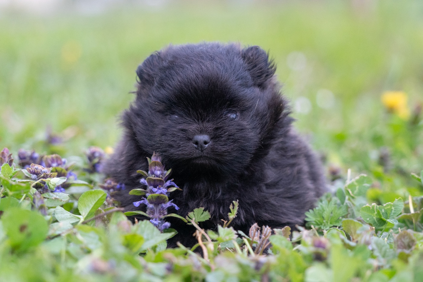 Chiot Spitz allemand Du Domaine Du Prieure De Cayac