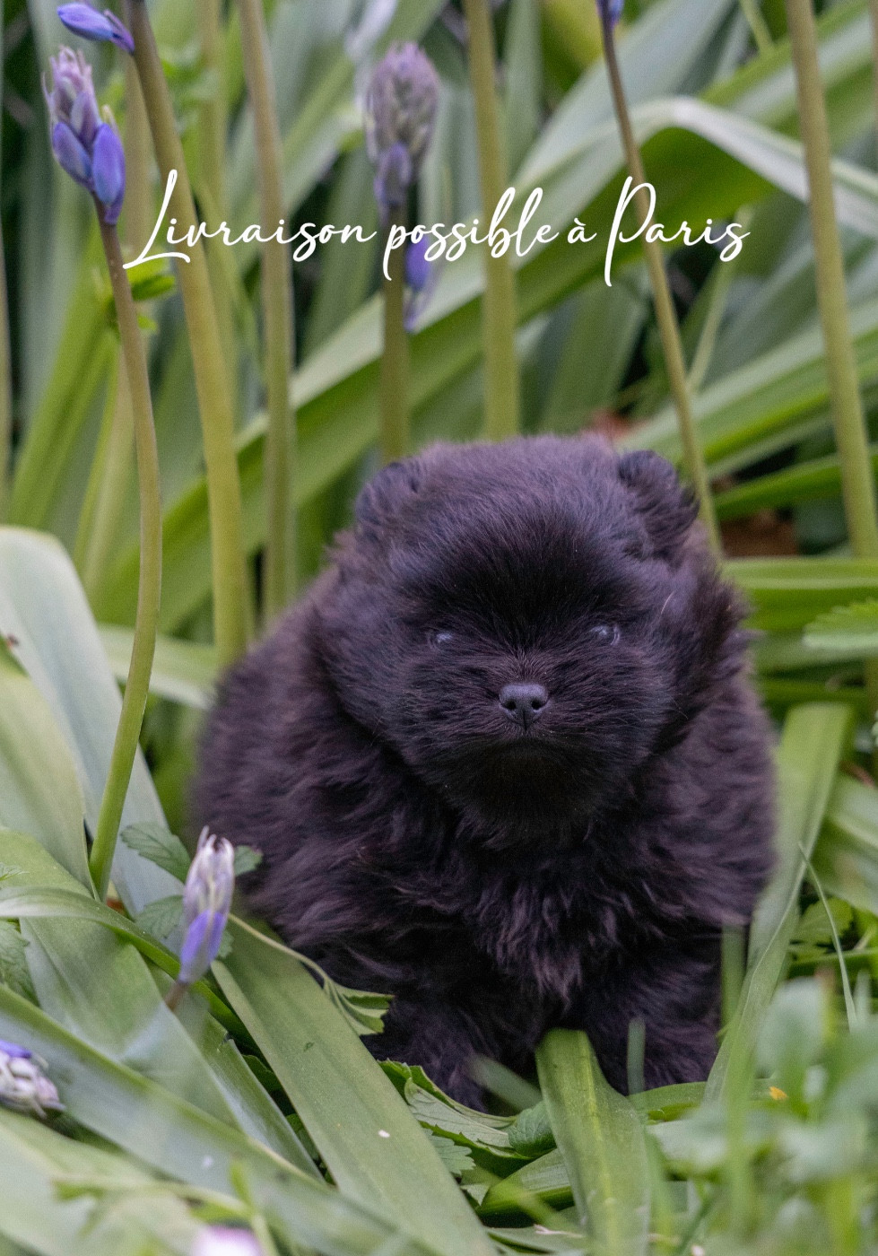 Du Domaine Du Prieure De Cayac - Chiots disponibles - Spitz allemand