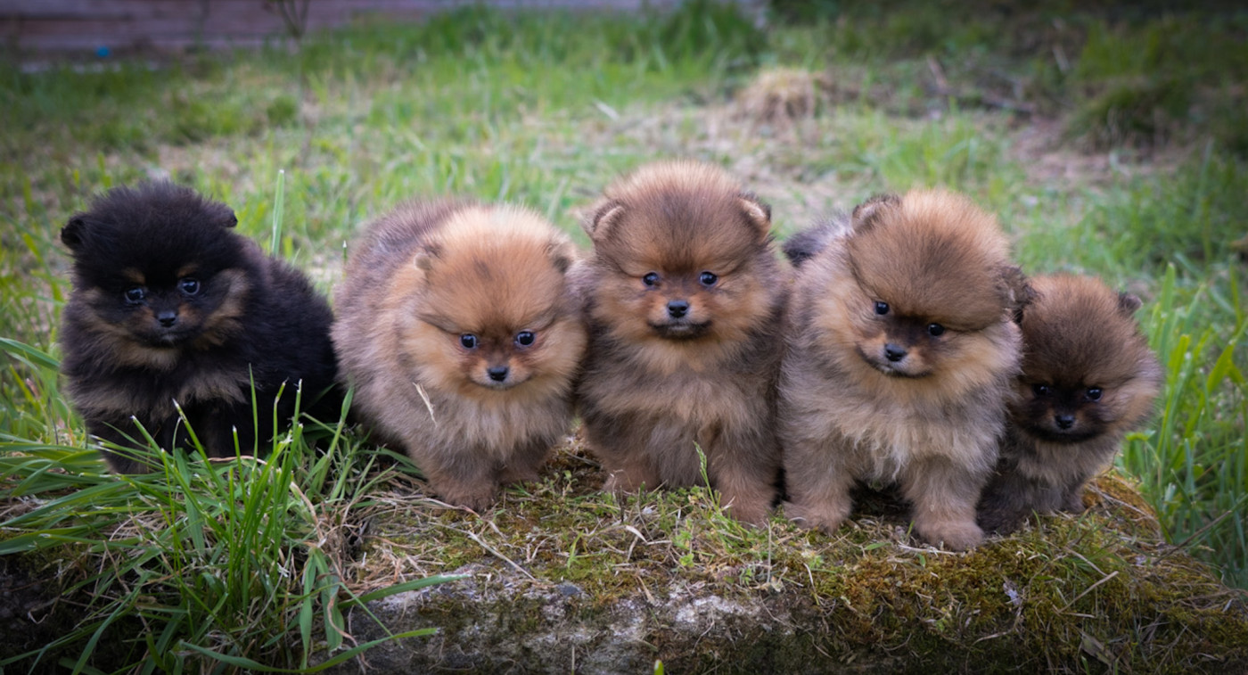 Chiot Spitz allemand Du Domaine Du Prieure De Cayac