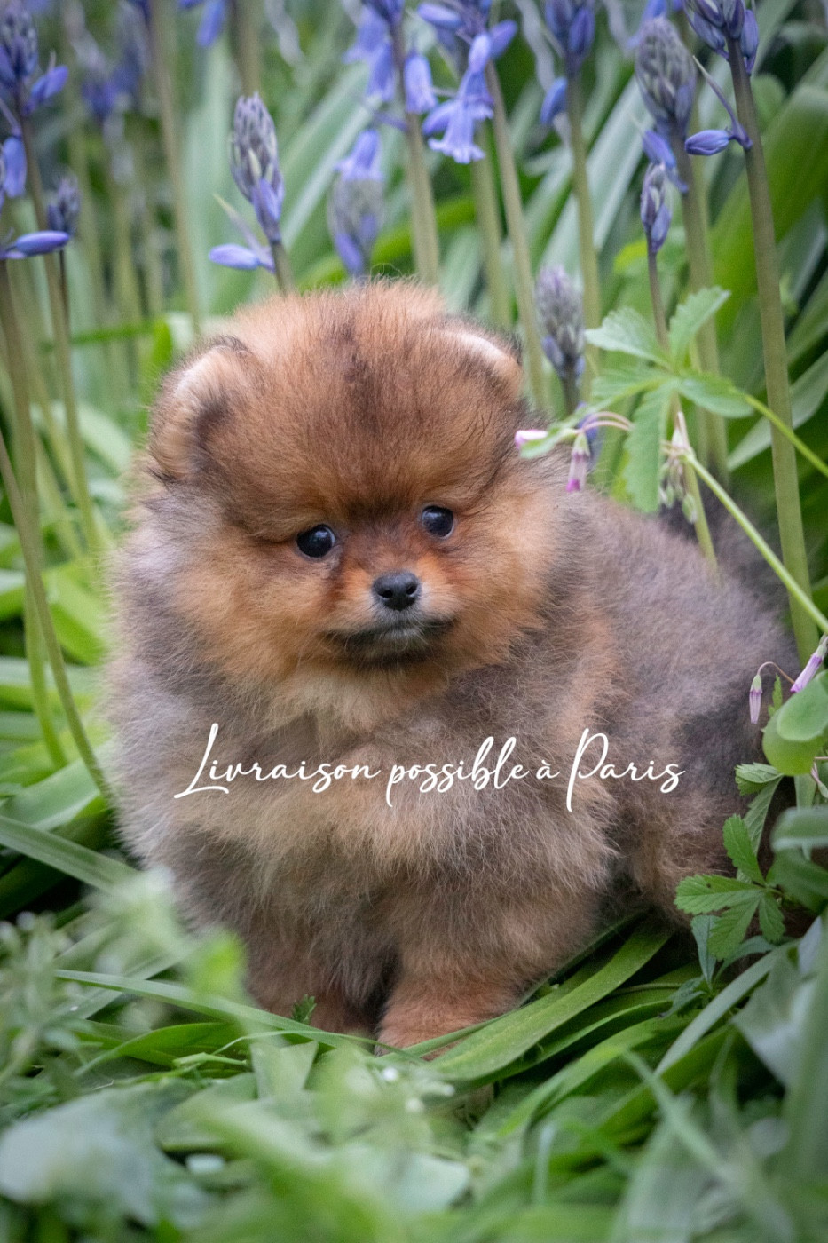 Du Domaine Du Prieure De Cayac - Chiots disponibles - Spitz allemand