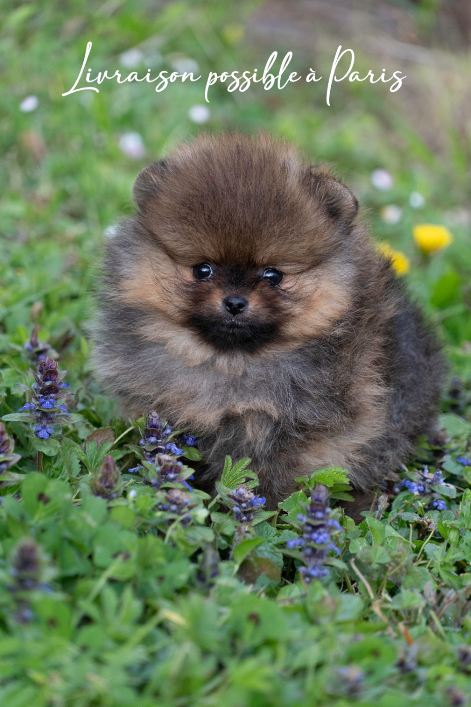 Du Domaine Du Prieure De Cayac - Chiots disponibles - Spitz allemand