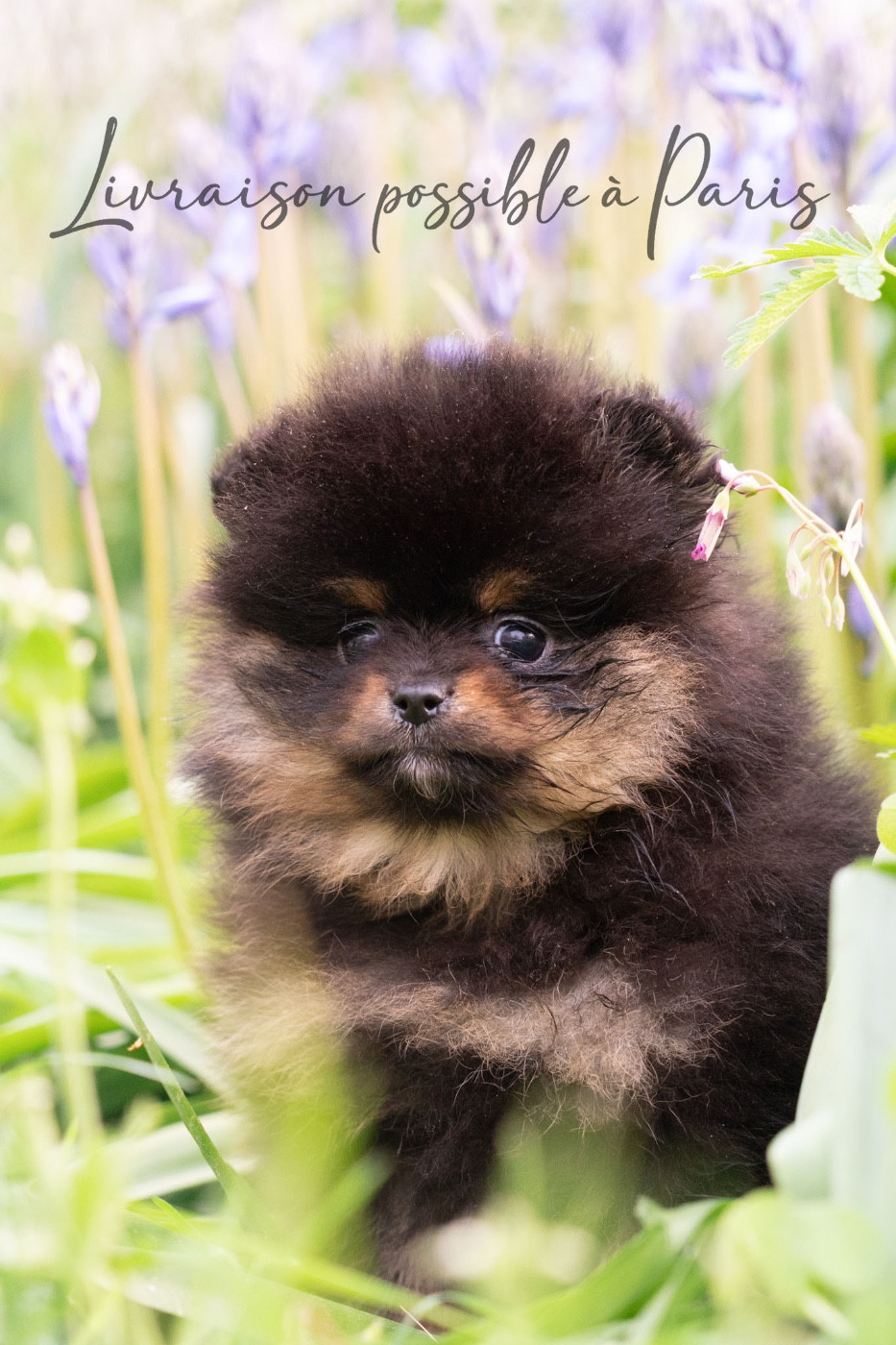 Du Domaine Du Prieure De Cayac - Chiots disponibles - Spitz allemand