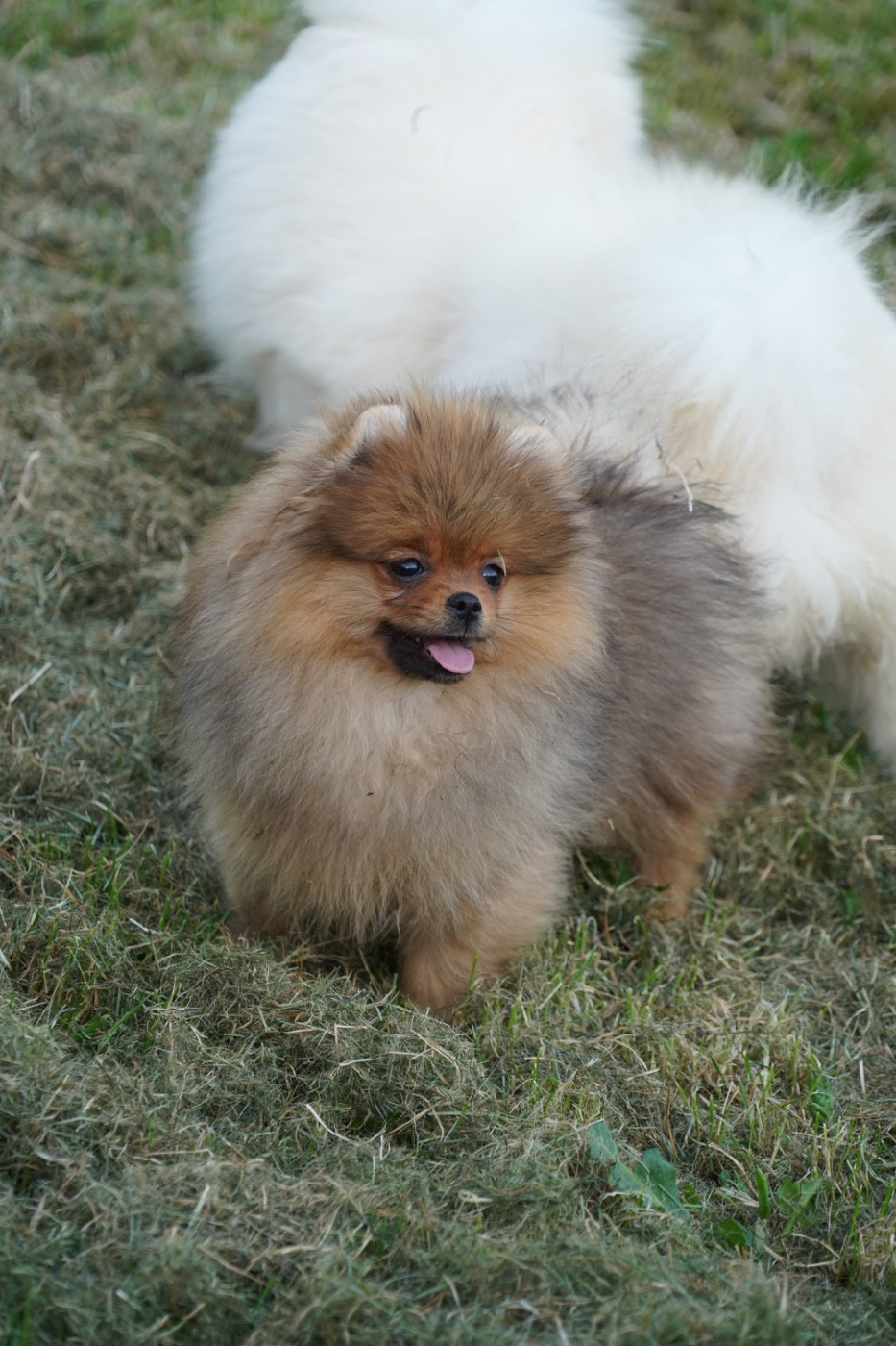 Du Domaine Du Prieure De Cayac - Chiots disponibles - Spitz allemand