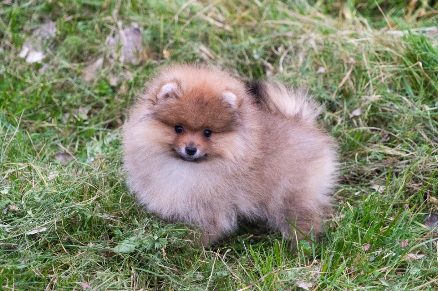 Du Domaine Du Prieure De Cayac - Chiots disponibles - Spitz allemand