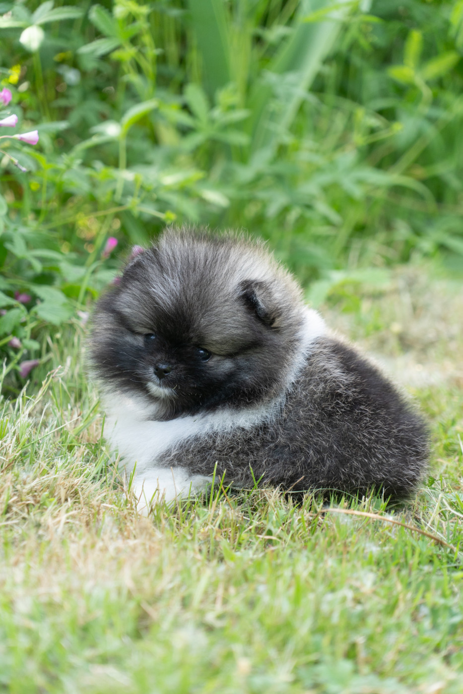 Du Domaine Du Prieure De Cayac - Chiots disponibles - Spitz allemand