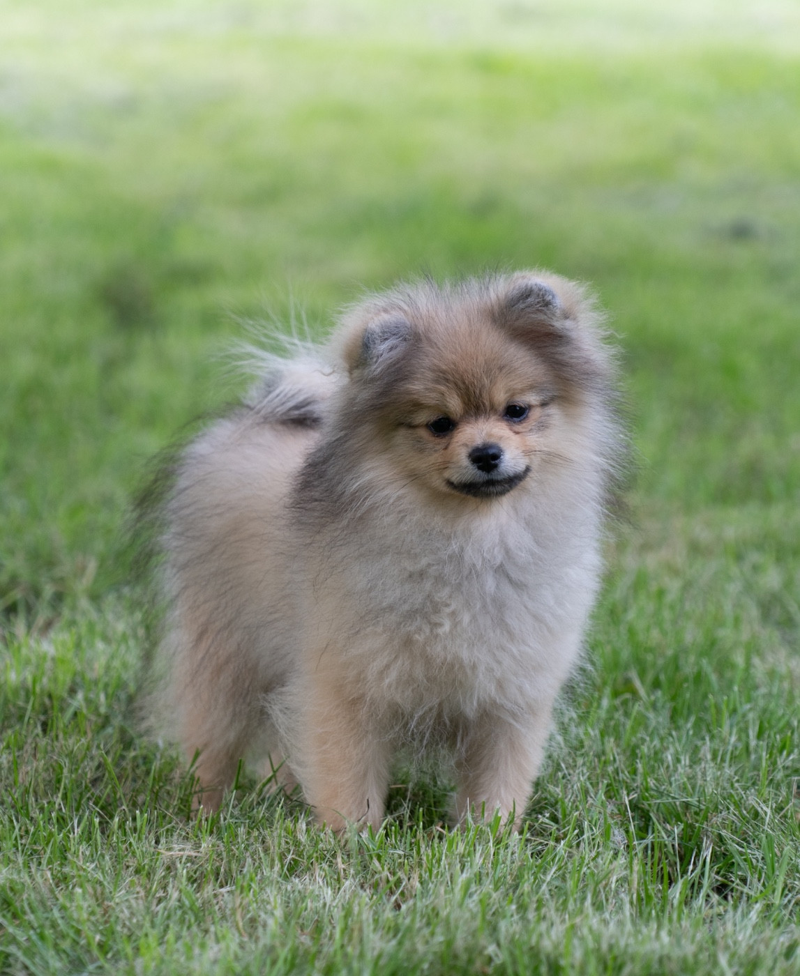 Du Domaine Du Prieure De Cayac - Chiots disponibles - Spitz allemand
