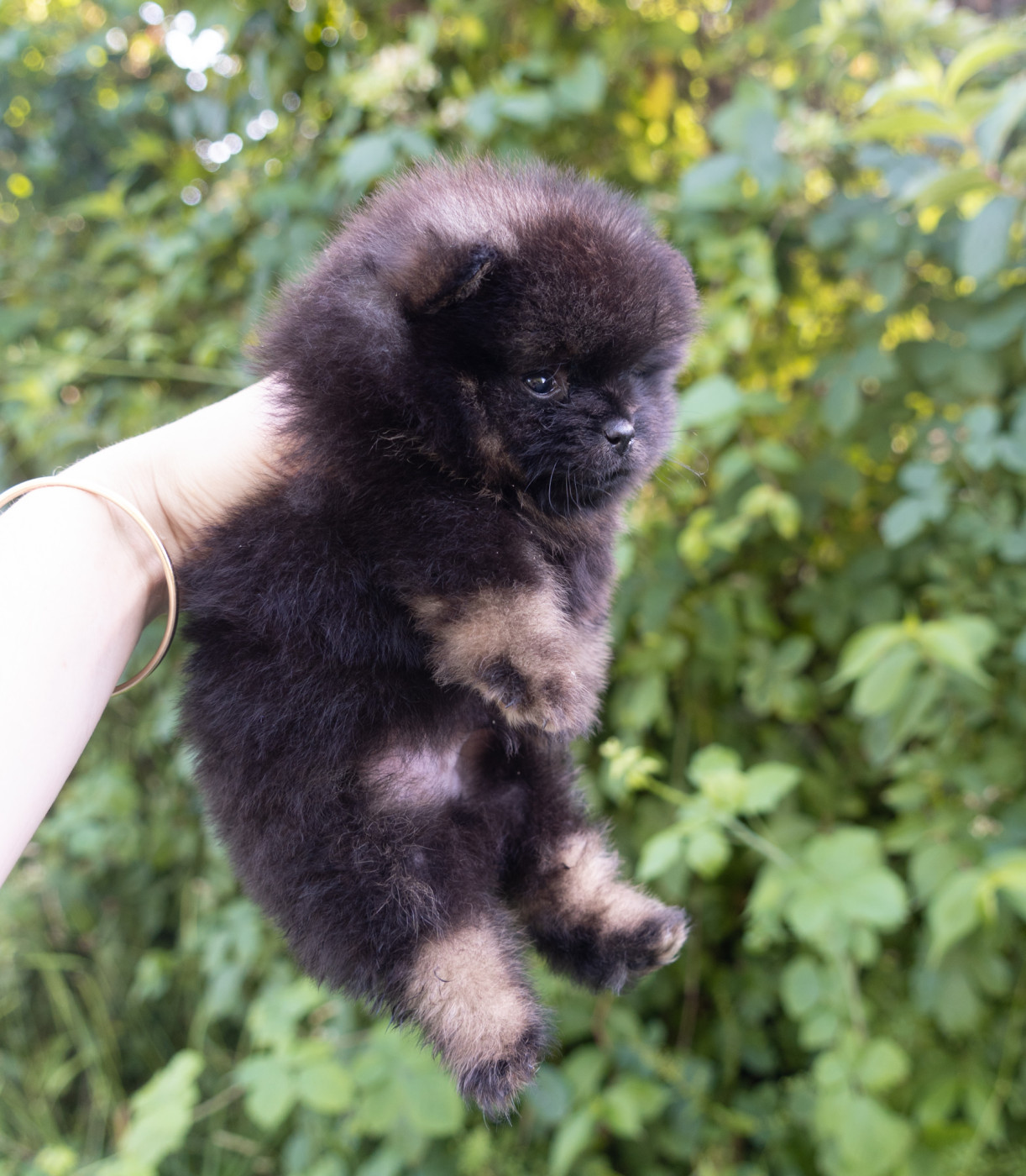 Du Domaine Du Prieure De Cayac - Chiots disponibles - Spitz allemand