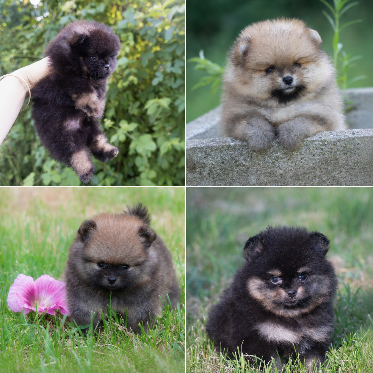 Chiot Spitz allemand Du Domaine Du Prieure De Cayac