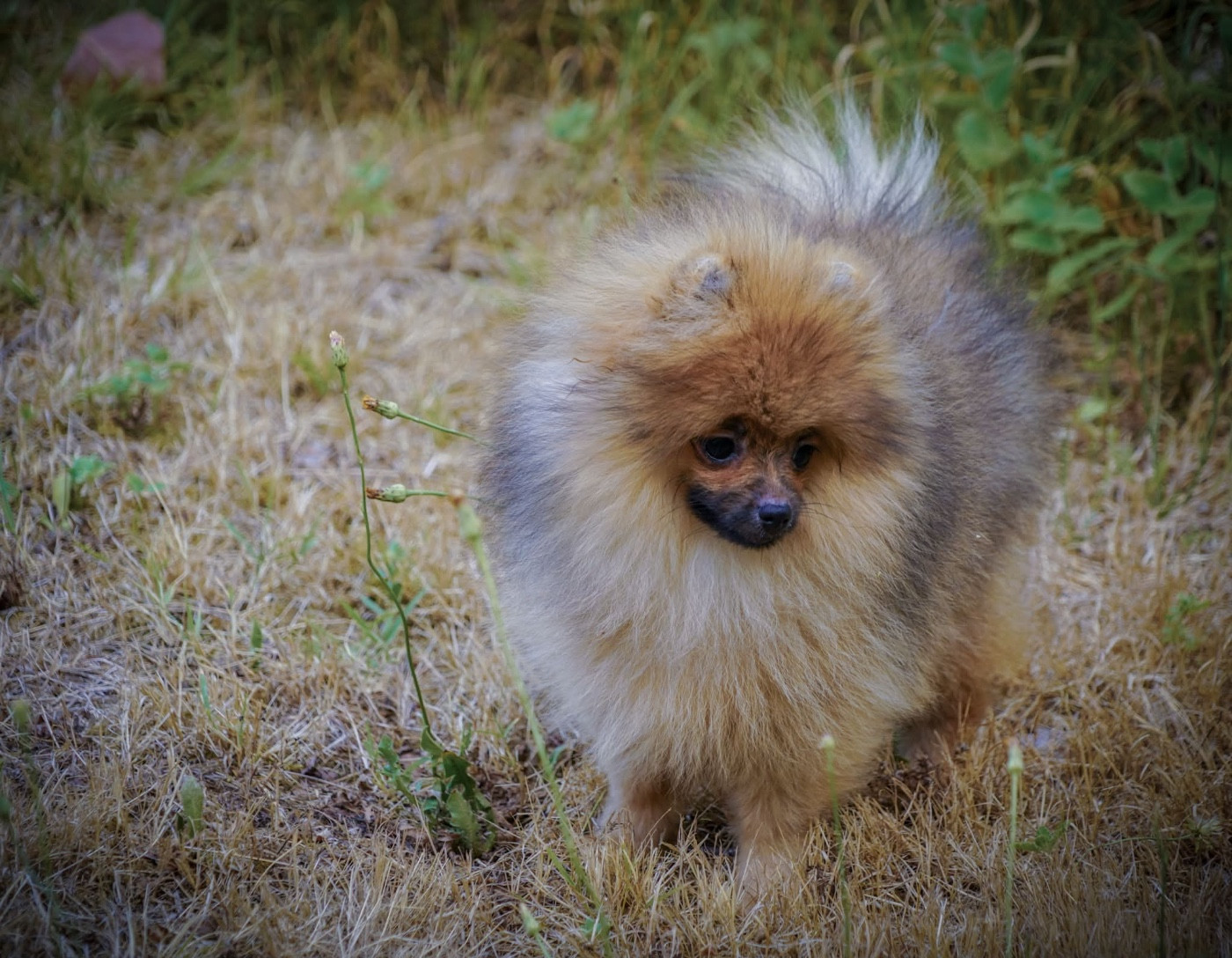 Du Domaine Du Prieure De Cayac - Chiots disponibles - Spitz allemand