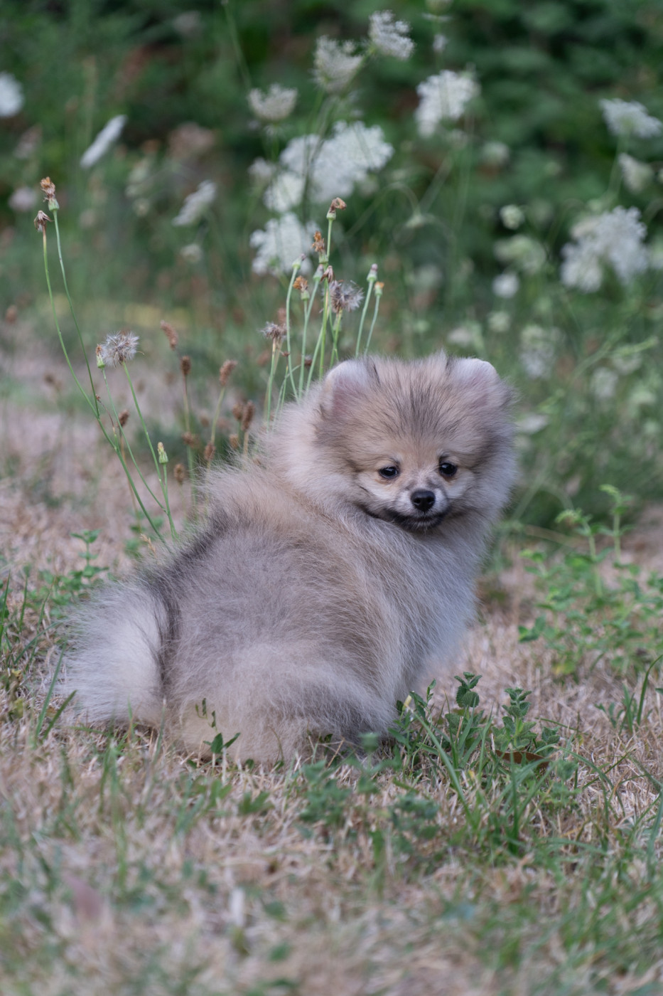Du Domaine Du Prieure De Cayac - Chiots disponibles - Spitz allemand