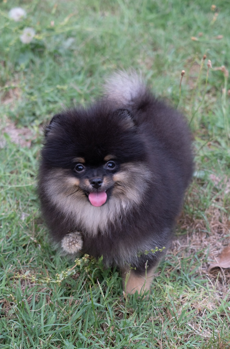 Du Domaine Du Prieure De Cayac - Chiots disponibles - Spitz allemand