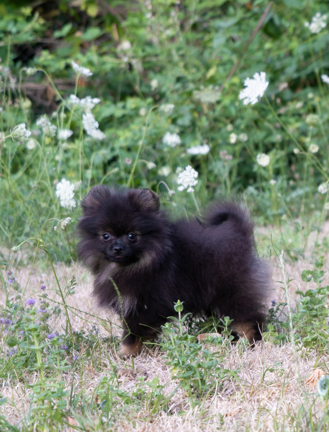 Du Domaine Du Prieure De Cayac - Chiots disponibles - Spitz allemand