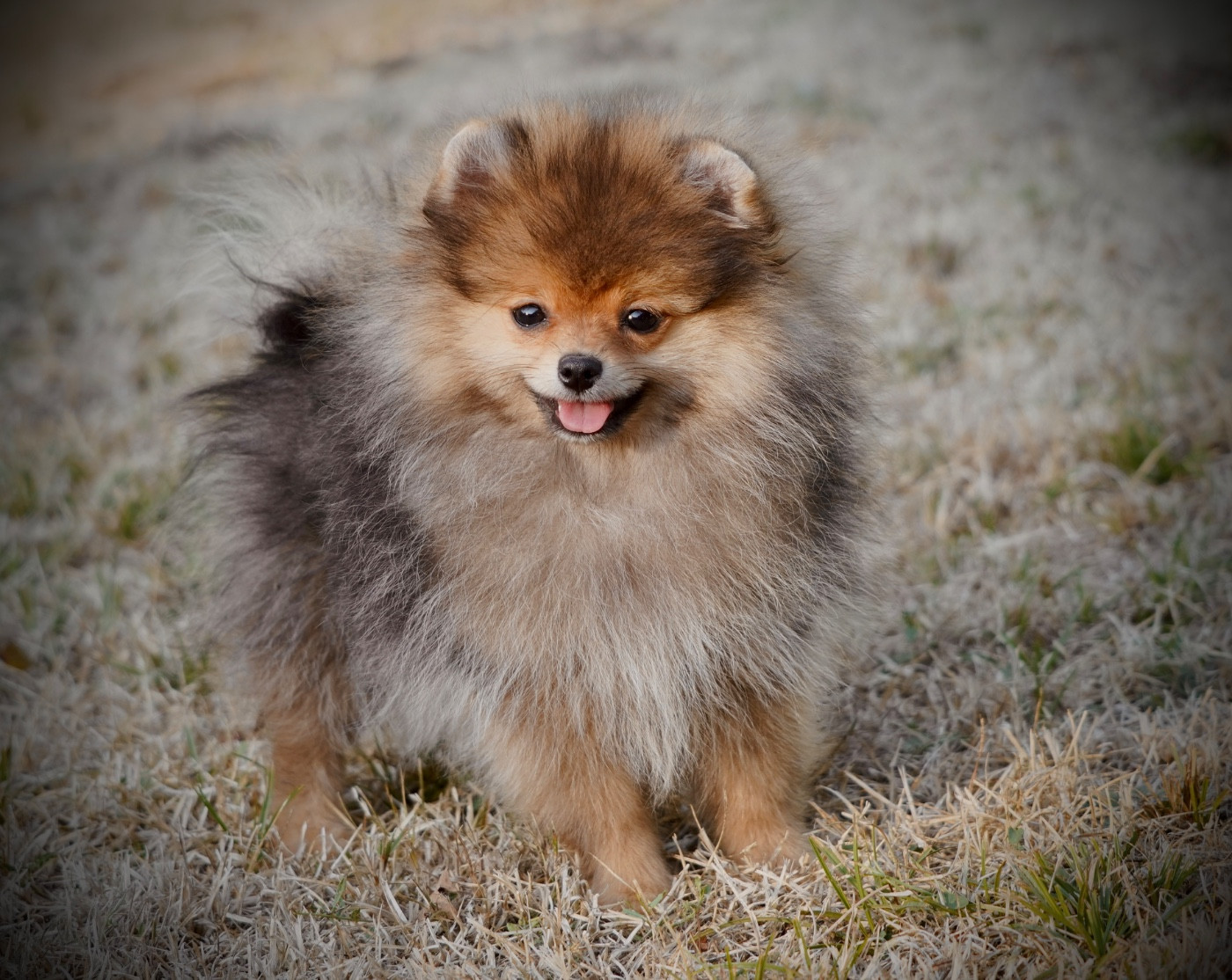 Du Domaine Du Prieure De Cayac - Chiots disponibles - Spitz allemand